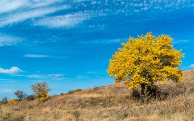 Tree with yellow leaves against the blue sky in autumn, Ukraine