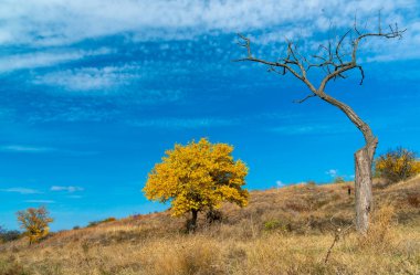 Tree with yellow leaves and dry tree against the blue sky in autumn, Ukraine