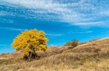 Tree with yellow leaves against the blue sky in autumn, Ukraine