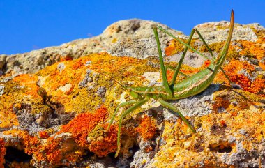 Avcı cırcır böceği, ya da çivili sihirbaz (Saga pedo, Orthoptera), Avrupa 'nın en büyük nesli tükenmekte olan çekirgesi, Kırmızı Kitap