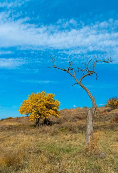 Tree Yellow Leaves Dry Tree Blue Sky Autumn Ukraine — Fotografia de Stock