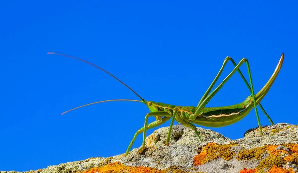 세계에서 위기에 메뚜기 Saga Pedo Orthoptera — 스톡 사진