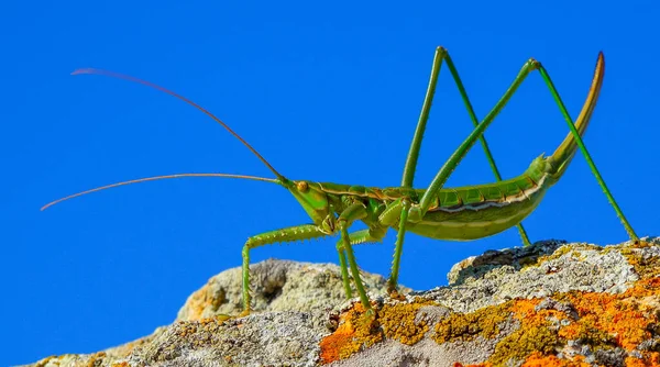 Predatory Bush Krikett Vagy Tüskés Bűvész Saga Pedo Orthoptera Legnagyobb — Stock Fotó