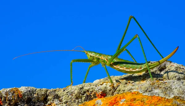 Predatory Bush Cricket Spiked Magician Saga Pedo Orthoptera Largest Endangered — Stock Photo, Image