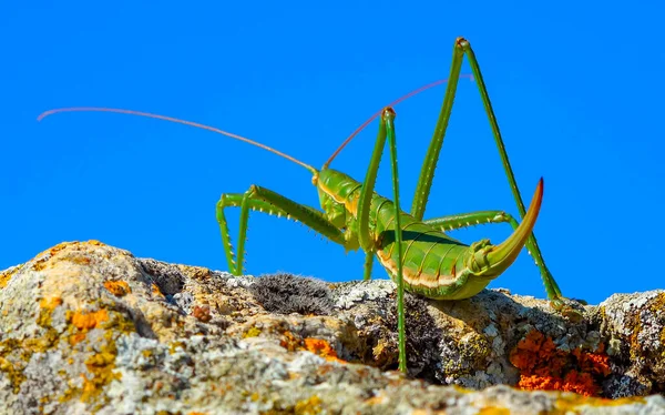 掠夺性丛林蟋蟀 或尖尖的魔术师 Saga Pedo Orthoptera 欧洲最大的濒危蚱蜢 红皮书 — 图库照片
