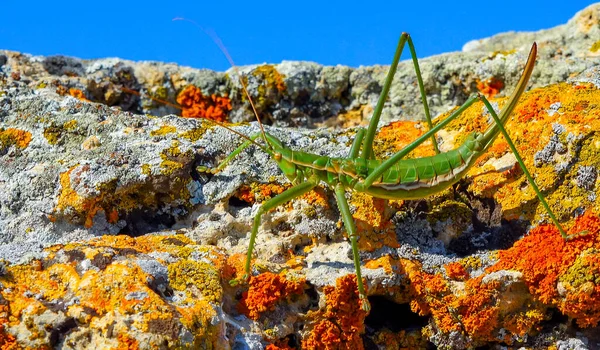 Rovdjur Buske Cricket Eller Den Spetsiga Trollkarl Saga Pedo Orthoptera — Stockfoto