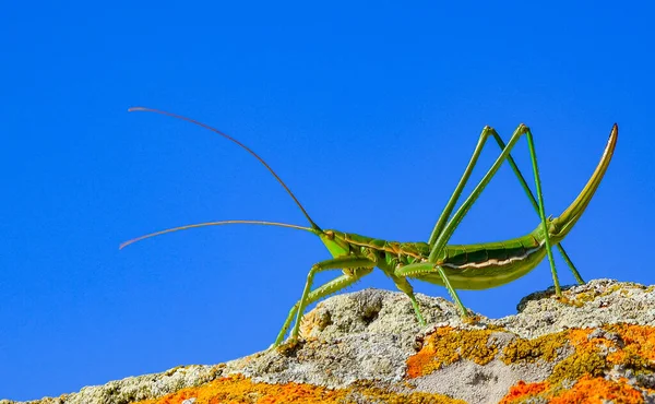 Predatory Bush Cricket Spiked Magician Saga Pedo Orthoptera Largest Endangered — Stock Photo, Image