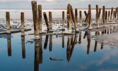 Salt crystals on wooden pillars of an old 18th century salt industry. The ecological problem is drought.