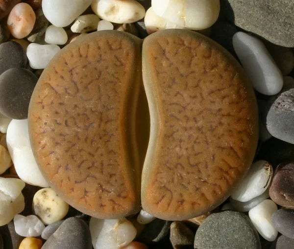 Mesembs Lithops Aucampia South African Plant Namibia Botanical Collection Supersucculent — 스톡 사진