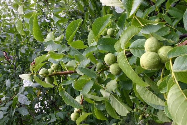 Green Walnuts Tree Branch Leaves Garden — Stock Photo, Image