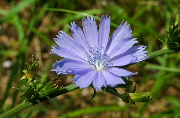 Zbliżenie Niebieski Kwiat Cichorium Cichorium Intybus Rosnący Wolności — Zdjęcie stockowe