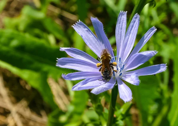 Une Abeille Sur Une Fleur Cichorium Cichorium Intybus Recueille Nectar — Photo