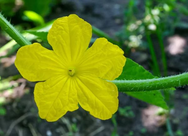 Zbliżenie Żółty Kwiat Ogórka Rośnie Ogrodzie Warzywnym — Zdjęcie stockowe