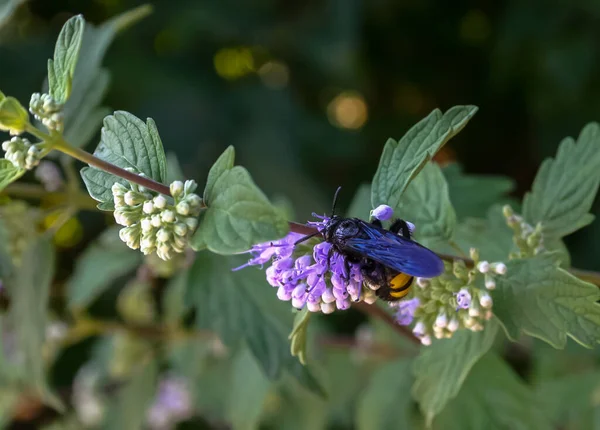 Grande Guêpe Scolia Recueille Nectar Sur Inflorescence Une Fleur — Photo