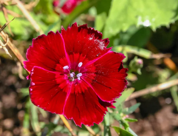 Közelkép Burgundi Vörös Vad Szegfű Virág Dianthus Sztyeppén — Stock Fotó