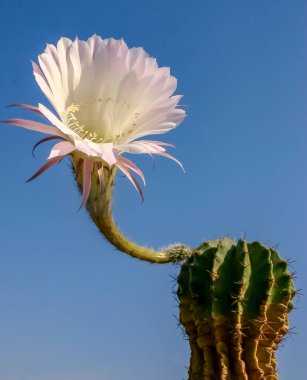 (Echinopsis sp. Mavi gökyüzüne karşı pembe ve beyaz bir çiçekle açan kaktüs.