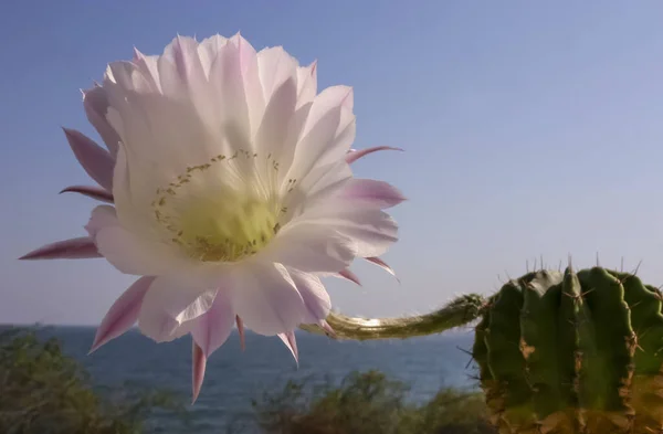 stock image (Echinopsis sp.) cactus blooming with a pink and white flower against a blue sky