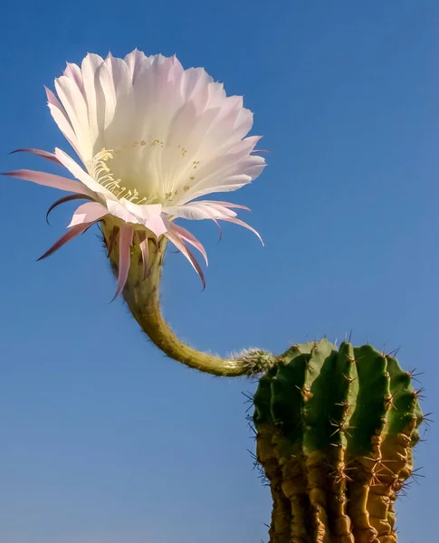 Echinopsis Cactus Blooming Pink White Flower Blue Sky Stock Photo
