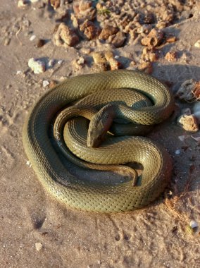 Zar yılanı (Natrix tessellata), bir su yılanı, güneşin kumlu kıyısında güneşlenir.