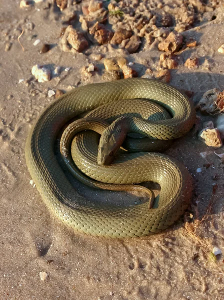 stock image The dice snake (Natrix tessellata), a water snake basks in the sun on the sandy shore of a lake