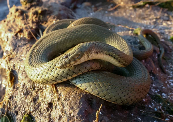 Couleuvre Fauve Natrix Tessellata Serpent Eau Prélasse Soleil Sur Rive — Photo
