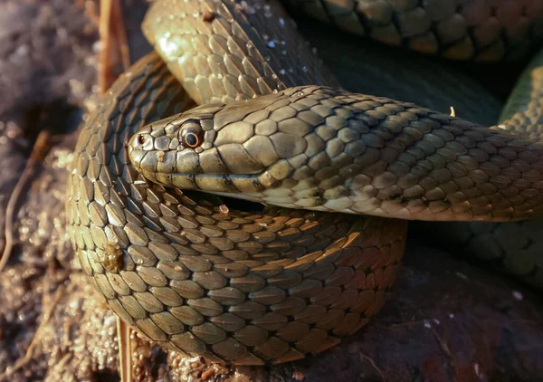 Dice Snake Natrix Tessellata Water Snake Basks Sun Sandy Shore — Stock Photo, Image