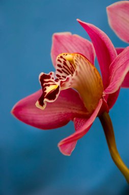 Serada filizlenen falaenopsis orkidesi, yakın plan.