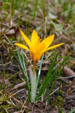 Yellow crocus blooms in spring in the garden
