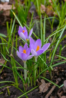Baharda bahçedeki timsahlar botanik bahçesinde çiçek açar.
