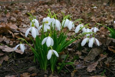 Galanthus, vahşi doğada güzel bahar çiçekleri. Doğada kar damlaları