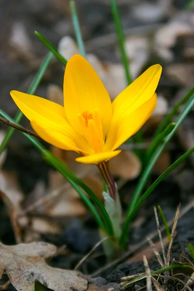 Yellow Crocus Blooms Spring Garden — Stockfoto
