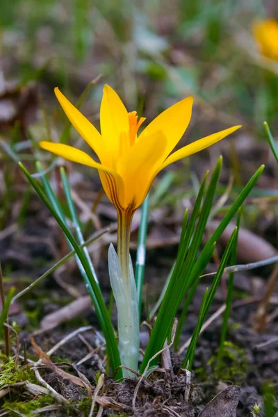 Yellow Crocus Blooms Spring Garden — Stockfoto