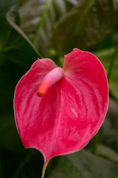 Anthurium Trópusi Növény Virágzik Vörös Virágok Közelkép — Stock Fotó