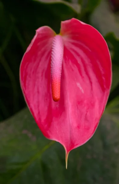开红花的热带植物 — 图库照片