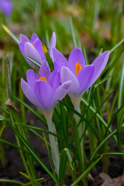 Krokusy Ogrodowe Kwitną Wiosną Ogrodzie Botanicznym — Zdjęcie stockowe