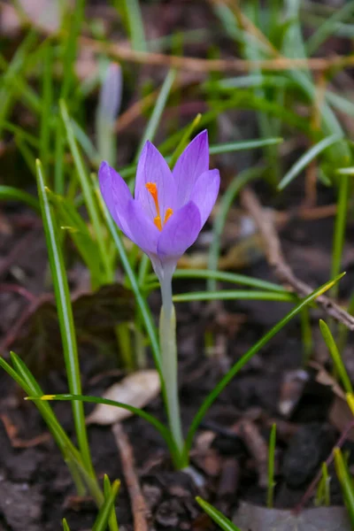 Trädgårdskrokus Blommar Våren Den Botaniska Trädgården — Stockfoto