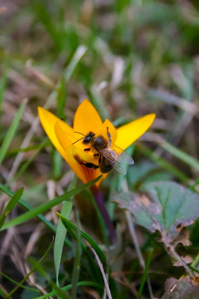 Honey Bee Collects Nectar Pollen Yellow Crocus Early Spring — Stock Photo, Image
