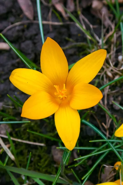 Żółty Krokus Dorothy Kwitnie Wiosną Ogrodzie — Zdjęcie stockowe