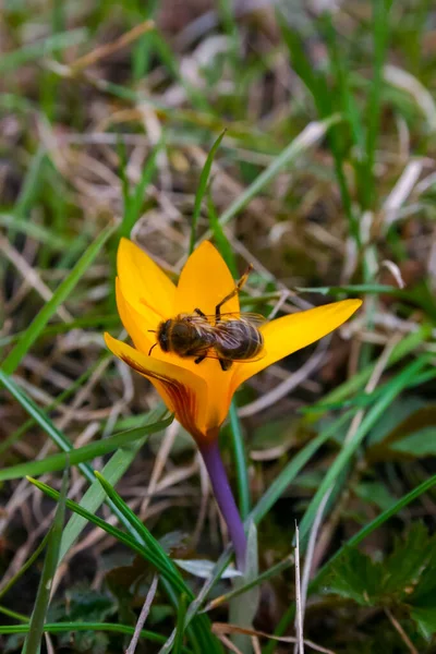 Abeille Domestique Recueille Nectar Pollen Sur Crocus Jaune Début Printemps — Photo