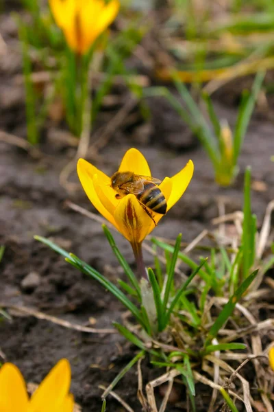 Pszczoła Miodna Zbiera Nektar Pyłek Żółtym Krokus Wczesną Wiosną — Zdjęcie stockowe