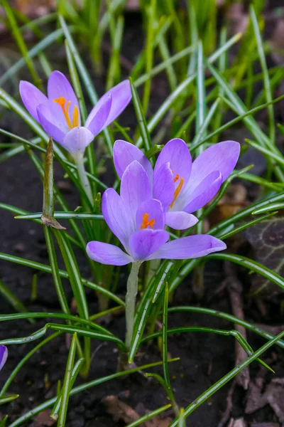 Trädgårdskrokus Blommar Våren Den Botaniska Trädgården — Stockfoto