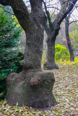 Sonbaharda düşen sarı yaprakların arasında eski ağaçların gövdesi.
