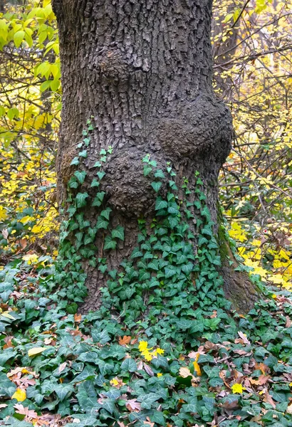 Young Stems Ivy Grow Trunk Old Tree — Stock Photo, Image