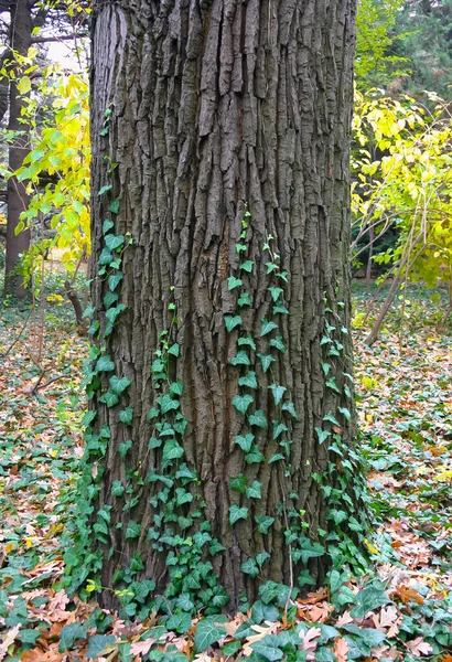 Young Stems Ivy Grow Trunk Old Tree — Stock Photo, Image