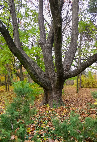 Tronco Árvores Velhas Outono Entre Folhas Caídas Amarelas — Fotografia de Stock