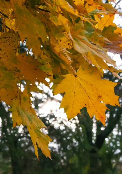 Outono Belas Folhas Amarelas Bordo Galho Árvore Hera Chão — Fotografia de Stock