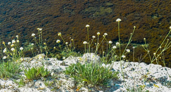 Las Plantas Florecientes Estepa Que Crecen Las Rocas Desnudas Cerca — Foto de Stock