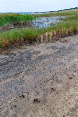 Çiçek açan bozkır kıyı bitkileri ve Tiligul Estuary kıyısındaki kıyı birikintilerinin yakınındaki çatlamış kil.