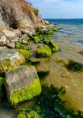 Kıyıya yakın taşlar, Ukrayna, Tiligul 'da Mytilaster yumuşakçaları ve Enteromorpha yeşil yosunlarıyla kaplanmış.