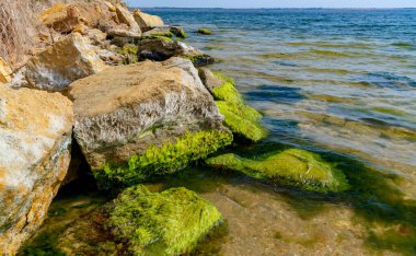 Kıyıya yakın taşlar, Ukrayna, Tiligul 'da Mytilaster yumuşakçaları ve Enteromorpha yeşil yosunlarıyla kaplanmış.